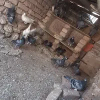 کفتر