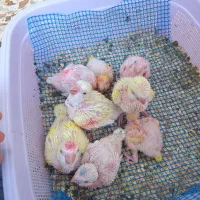 راهب سرلاکی