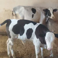 گاو  با گوساله نر