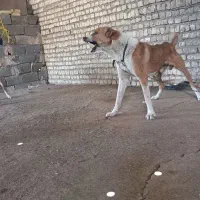 واگذاری  سگ نگهبان