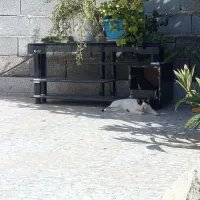 گربه پا کوتاه تیله