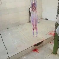 کهره داشتی گوشتی نزار بره داشتی گوشتی
