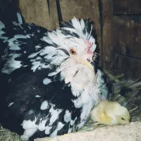 تخم نطفه دار گلین پنگوئنی
