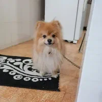 سگ پامر روباهی و عروسکی