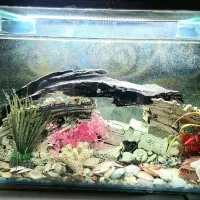 آکواریوم. ۷۰در ۳۵