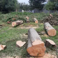 قطع درخت و خرید چوب آلات باغی با قیمت خوب