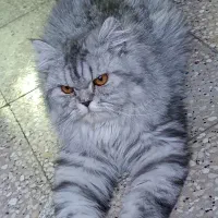 گربه ماده نژاد پرشین بریتیش یک ساله
