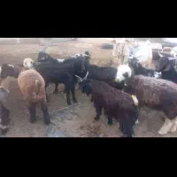 بره کهره پازن