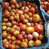 گوجه محلی