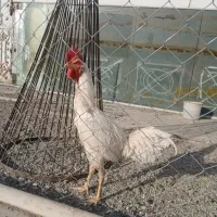 خروس لاری