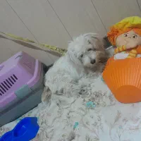 سگ.|سگ|قم, باسکول|دیوار