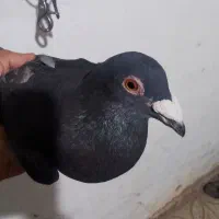 کبوتر نر