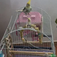 دو عدد عروس هلندی نر و ماده