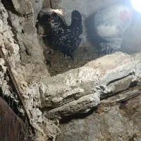 مرغ گلین