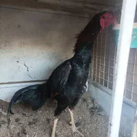 جوجه لاری