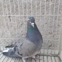 کبوتر کفتر