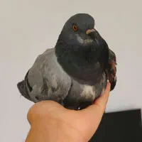 واگذاری رایگان کفتر چاهی