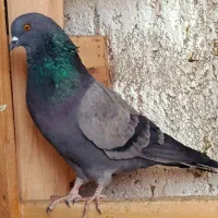 کبوتر|پرنده|اصفهان, شفق|دیوار