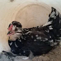 مرغ کرچ