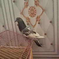 تیدی|پرنده|بندر ماهشهر, |دیوار