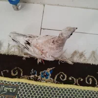 کبوتر