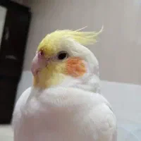 عروس هلندی گمشده