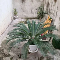 گل سیکاس