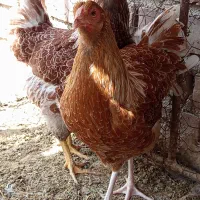 ویاندوت