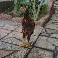 جوجه لاری