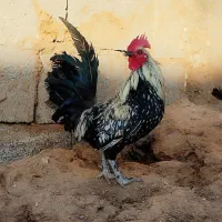 خروس سبرایت مولد