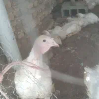 ۲۳عددبوقلمون گوشتی ۲ماهه