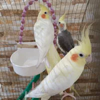 ۳ عدد عروس هلندی سالم نر و ماده