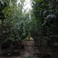 باغچه