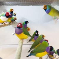 اگ دنبال پرنده رنگ خاص و پرورش پر سود هستی