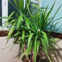 گل خانگی|گل و گیاه طبیعی|روانسر, |دیوار