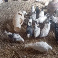کبوتر.  پرشی