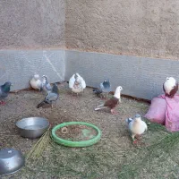چند جفت کفتر فروشی سربیشه