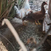 خروس