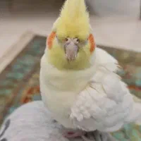 عروس هلندی سفید     دستی و زیبا