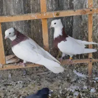 کبوتر