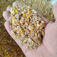 خوراک مخصوص دام و طیور ، مرغ تخم گذار و گوشتی