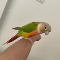 طوطی آناناسی گرنچیک اهلی 6ماهه