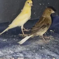 قناری سبز