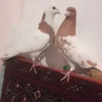 کفتر|پرنده|زاهدان, |دیوار