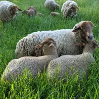 ب مناسبت عید قربان بر زیر فی