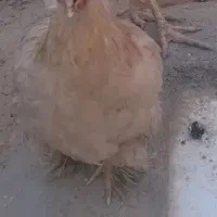 مرغ