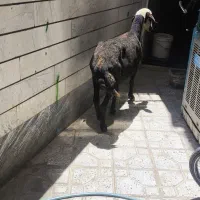 میش قزل کله عروس