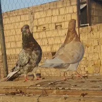 کبوتر سرور هفت رنگ با زردی سرور با جوجه
