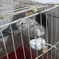 جفت عروس هلندی کارداده مولد