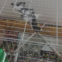 دو جفت فنچ بنگالی با قفس